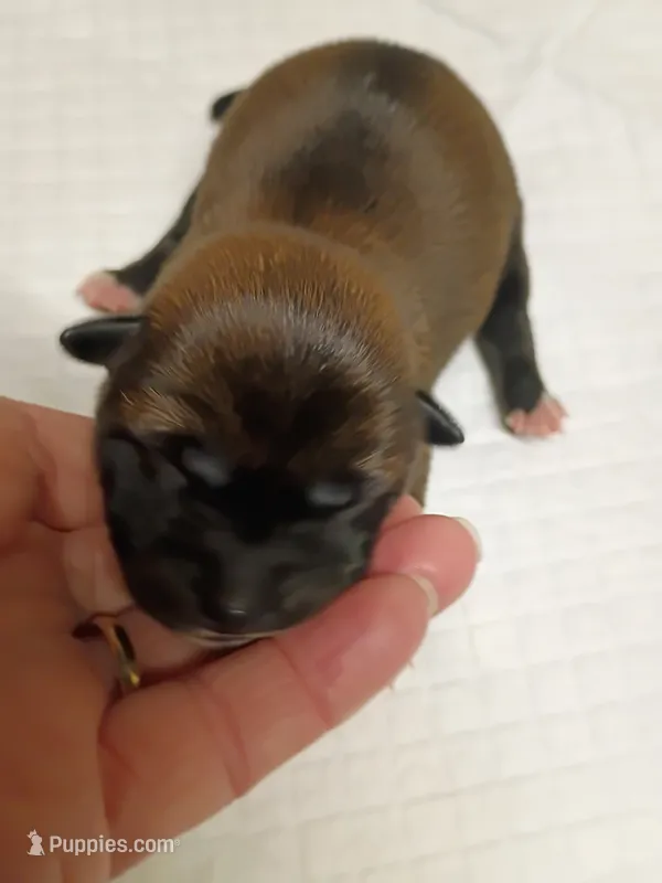 Puppy here. – Shiba Inu puppy for sale in Spraggs, PA