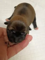 Puppy here., a female Shiba Inu for sale in Spraggs, PA – 1 of 4