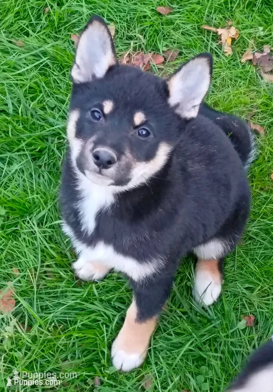 Ready Now girl – Shiba Inu puppy for sale in Spraggs, PA