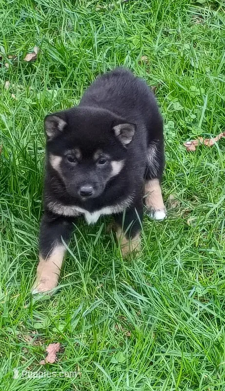 Black and tan – Shiba Inu puppy for sale in Spraggs, PA