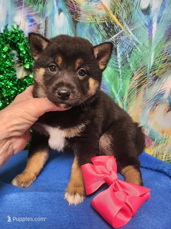 Black and tan – Shiba Inu puppy for sale in Spraggs, PA
