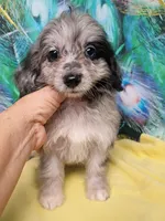 Small Aussie doodle Ready now !, a female Miniature Aussiedoodle for sale in Spraggs, PA – 5 of 8