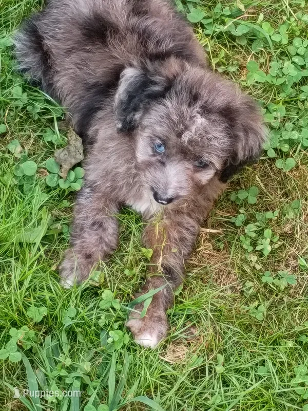 Mini blue eyes Boy Ready – Miniature Aussiedoodle puppy for sale in Spraggs, PA