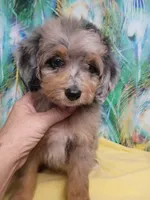 Blueboy Ready now !, a male Miniature Aussiedoodle for sale in Spraggs, PA – 2 of 9