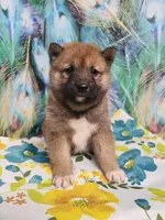 Red Sesame. Call now !, a male Shiba Inu for sale in Spraggs, PA – 3 of 5
