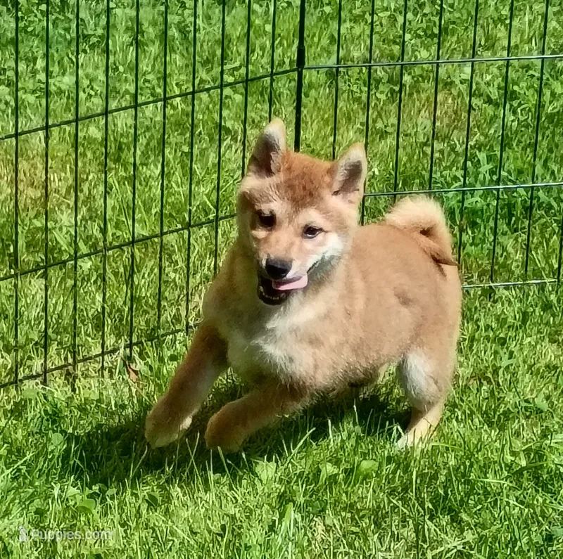 Red Male, Ready now  ! – Shiba Inu puppy for sale in Spraggs, PA