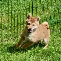 Red Male, Ready now  !, a male Shiba Inu for sale in Spraggs, PA – 1 of 7