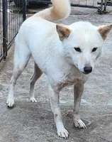 Kara ready now , a female Shiba Inu for sale in Spraggs, PA – 4 of 8