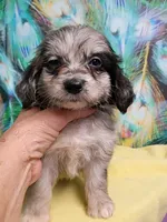 Toy Aussie doodle, a female Miniature Aussiedoodle for sale in Spraggs, PA – 4 of 9