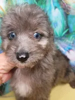Mini blue eyes Boy Ready, a male Miniature Aussiedoodle for sale in Spraggs, PA – 3 of 10