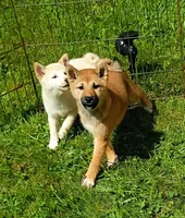 Cream little. Ready now !, a male Shiba Inu for sale in Spraggs, PA – 4 of 9