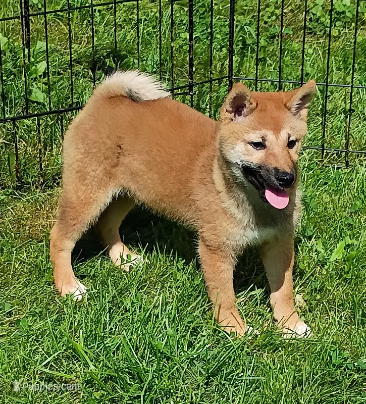 Without papers  – Shiba Inu puppy for sale in Spraggs, PA