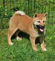 Without papers , a male Shiba Inu for sale in Spraggs, PA – 2 of 2