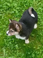 Black sesame, Ready now  !, a female Shiba Inu for sale in Spraggs, PA – 3 of 8