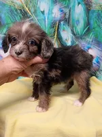 Toy Aussie Doodle girl, a female Miniature Aussiedoodle for sale in Spraggs, PA – 2 of 8