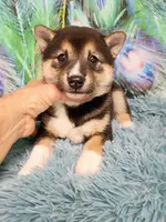 Sesame boy, a male Shiba Inu for sale in Spraggs, PA – 1 of 5