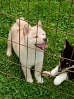 Butterscotch , a male Shiba Inu for sale in Spraggs, PA – 4 of 6