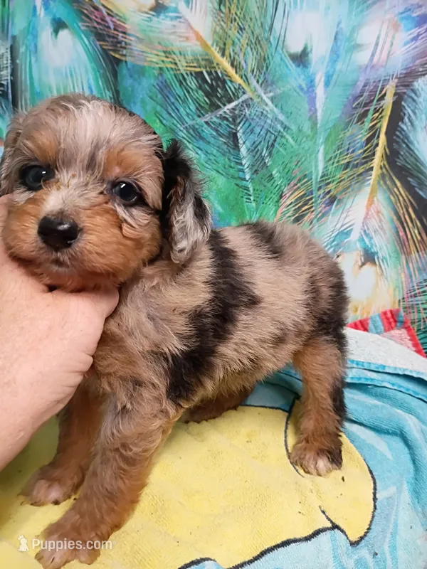 Toy boy – Miniature Aussiedoodle puppy for sale in Spraggs, PA