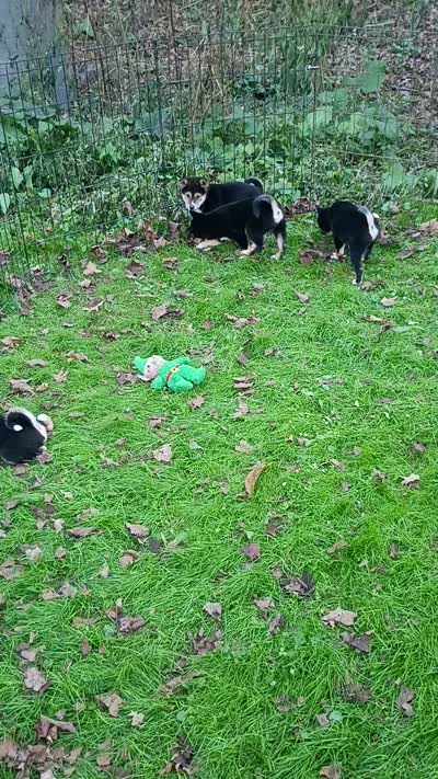 Black Sesame girl Ready now , a female Shiba Inu for sale in Spraggs, PA – 7 of 7