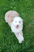 Small Aussie doodle, Ready now , a female Miniature Aussiedoodle for sale in Spraggs, PA – 3 of 8