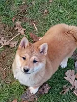 Akio , a male Shiba Inu for sale in Spraggs, PA – 2 of 2