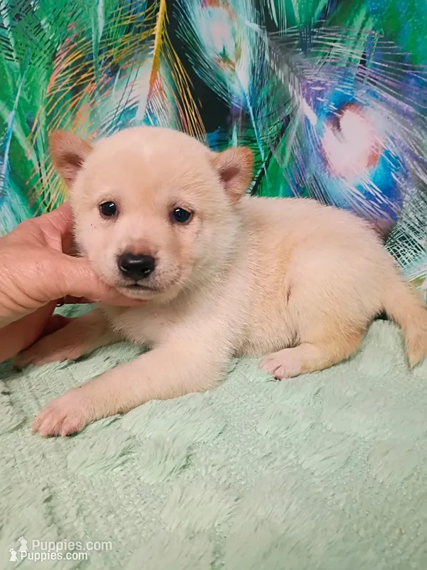 Cream female  – Shiba Inu puppy for sale in Spraggs, PA
