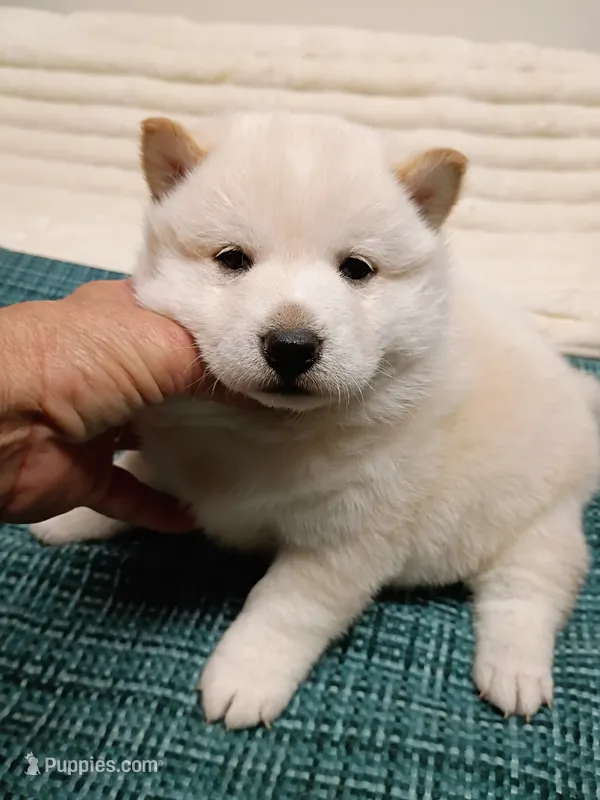 SugarPop – Shiba Inu puppy for sale in Spraggs, PA