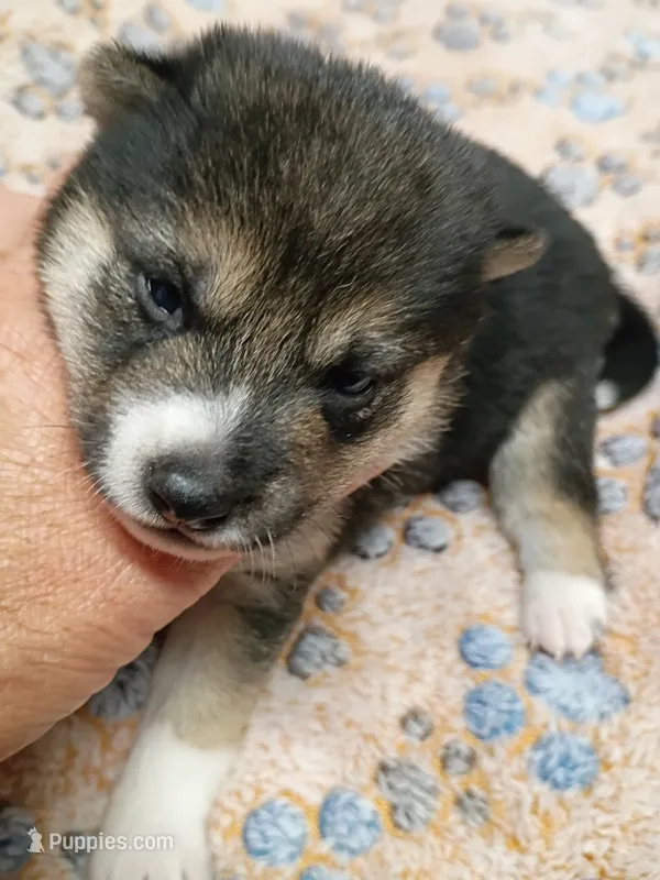 3 weeks old – Shiba Inu puppy for sale in Spraggs, PA