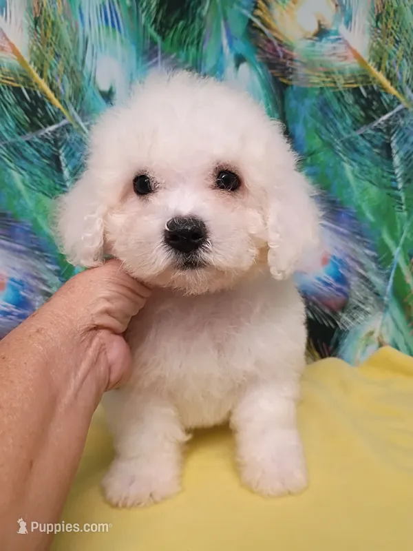 Bichon Girl. Ready now ! – Bichon Frise puppy for sale in Spraggs, PA