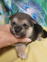 Ready October 20th male, a male Shiba Inu for sale in Spraggs, PA – 3 of 10