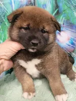 Puppy girl. Coco, a female Shiba Inu for sale in Spraggs, PA – 4 of 6