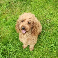 AKC Proven Embark tested Clear, a male Poodle - Miniature  for sale in Spraggs, PA – Photo 5 of 6