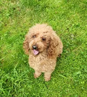 AKC Proven Embark tested Clear, a male Poodle - Miniature  for sale in Spraggs, PA – Photo 5 of 5