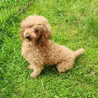 AKC Proven Embark tested Clear, a male Poodle - Miniature  for sale in Spraggs, PA – Photo 4 of 6