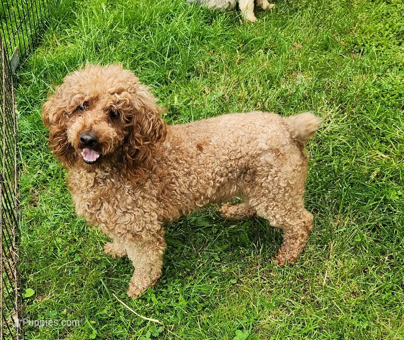 AKC Proven Embark tested Clear