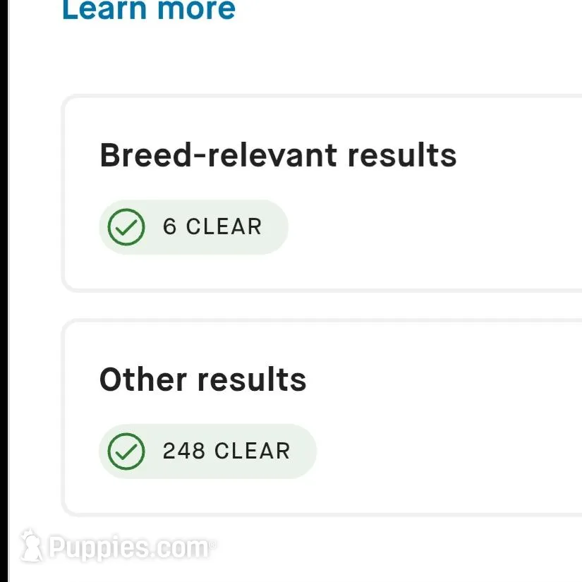 AKC Proven Embark tested Clear – Poodle - Miniature  puppy for sale in Spraggs, PA