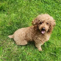 AKC Proven Embark tested Clear, a male Poodle - Miniature  for sale in Spraggs, PA – Photo 1 of 6