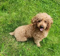 AKC Proven Embark tested Clear, a male Poodle - Miniature  for sale in Spraggs, PA – Photo 4 of 5