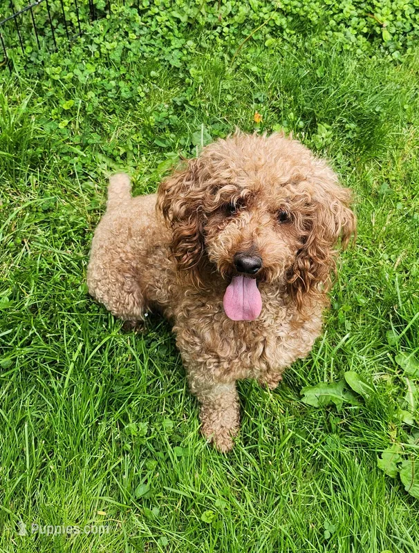 AKC Proven Embark tested Clear – Poodle - Miniature  puppy for sale in Spraggs, PA