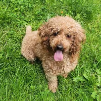 AKC Proven Embark tested Clear, a male Poodle - Miniature  for sale in Spraggs, PA – Photo 6 of 6