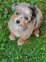 Blueboy Ready now !, a male Miniature Aussiedoodle for sale in Spraggs, PA – 4 of 9