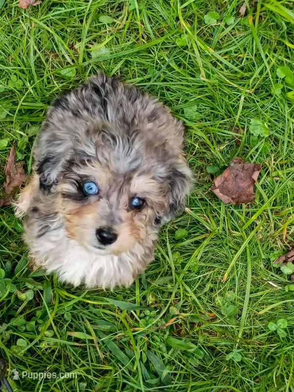  Toy size ! Aussie Doodle girl, Tiny – Poodle - Toy , Toy Australian Shepherd puppy for sale in Spraggs, PA