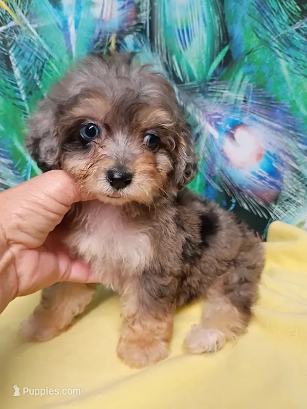  Toy size ! Aussie Doodle girl, Tiny – Miniature Aussiedoodle puppy for sale in Spraggs, PA