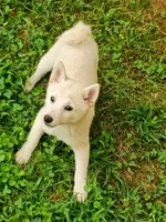 Runt Cream boy reduced , a male Shiba Inu for sale in Spraggs, PA – 2 of 9