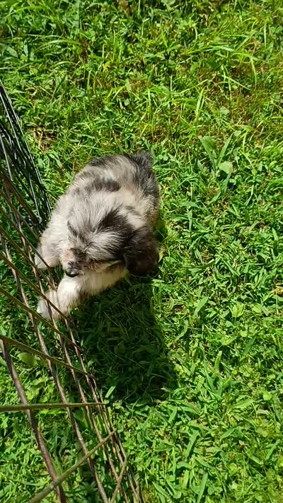 Small Aussie doodle Ready now !, a female Miniature Aussiedoodle for sale in Spraggs, PA – 6 of 8