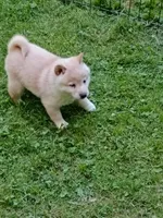 Butterscotch , a male Shiba Inu for sale in Spraggs, PA – 6 of 10