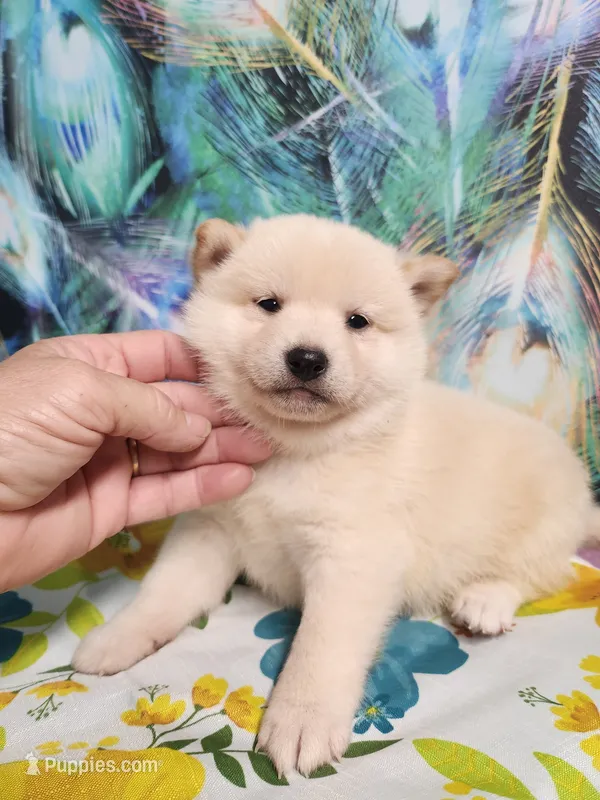 Cream Meme – Shiba Inu puppy for sale in Spraggs, PA
