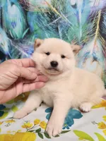 Cream little. Friendly !, a male Shiba Inu for sale in Spraggs, PA – 1 of 6