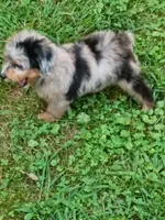 Blueboy Ready now !, a male Miniature Aussiedoodle for sale in Spraggs, PA – 3 of 9