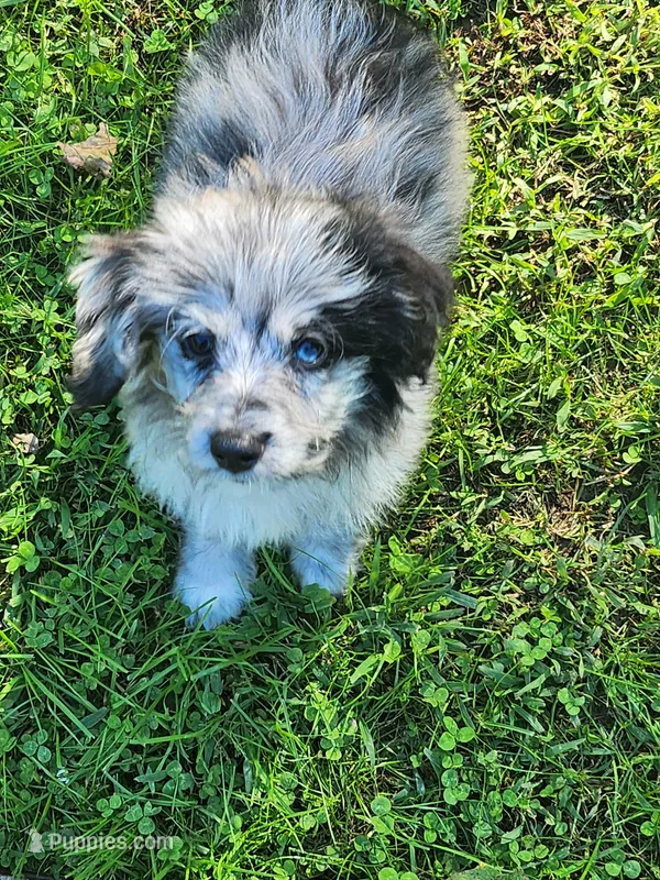 Small Aussie doodle Ready now ! – Miniature Aussiedoodle puppy for sale in Spraggs, PA